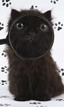 pic for Cat And Magnifying Glass 